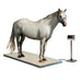 digital horse equine scales