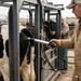 A worker uses a Scintex Cattle Immobiliser near a cow's hindquarters, likely for artificial insemination, while another person stands nearby at an outdoor livestock facility.