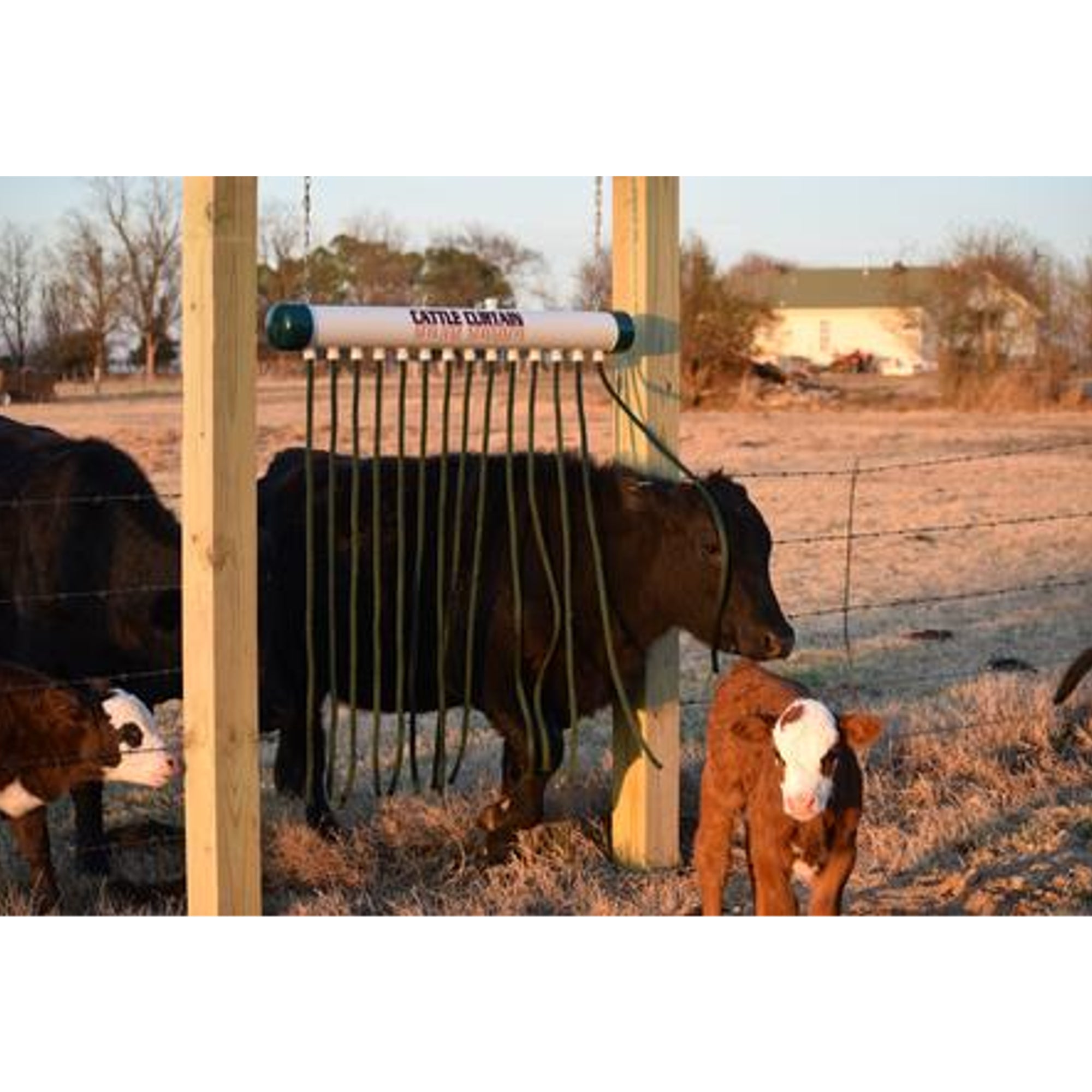 Caddle Rib Cattle Curtain Back Rub Australia — Scintex Australia