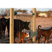 back rubs cattle horses curtain organic