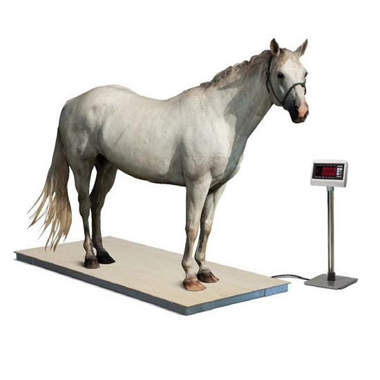 digital horse equine scales